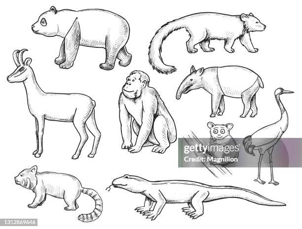 Wilde Tiere Doodle Set, Stock-Foto