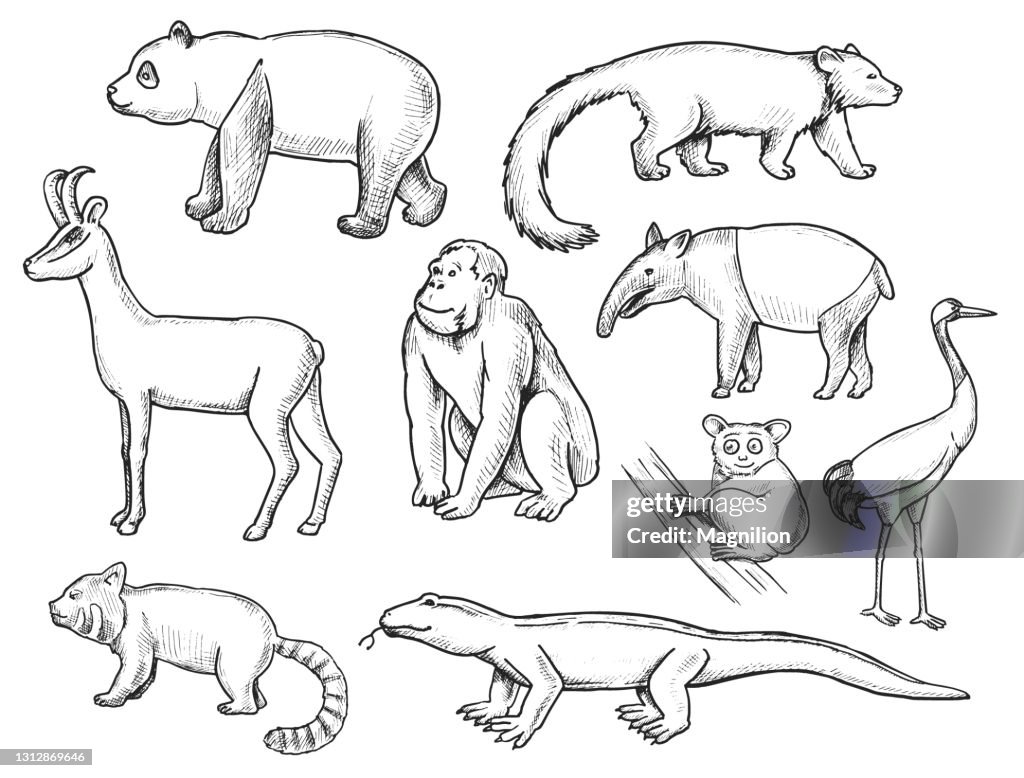 Vilda djur Doodle set