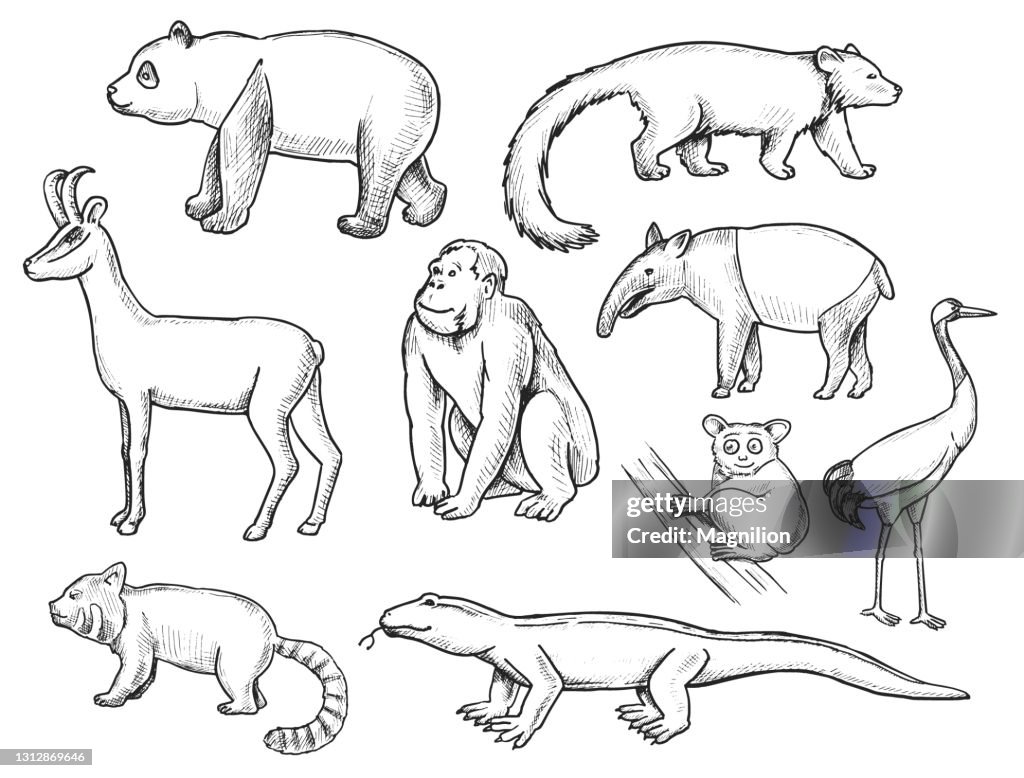Wild Animals Doodle Set High-Res Vector Graphic - Getty Images