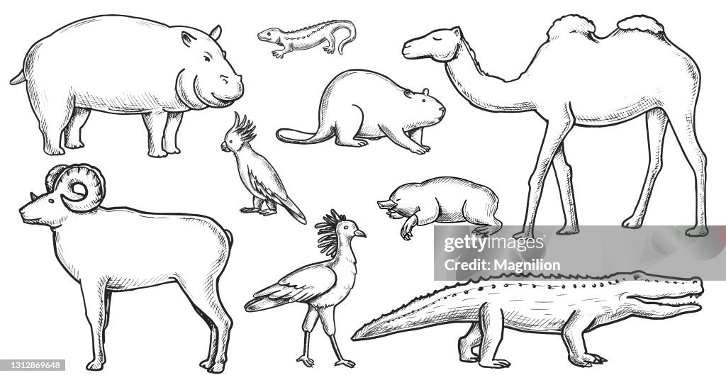 Wild Animals Doodle set