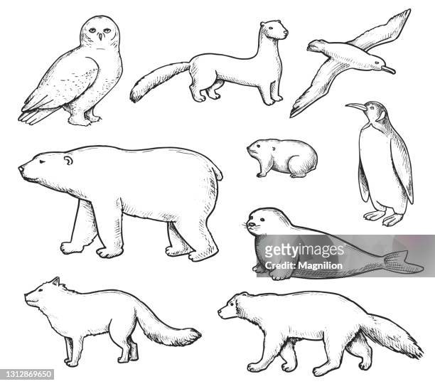 wild animals doodle set - albatross stock illustrations