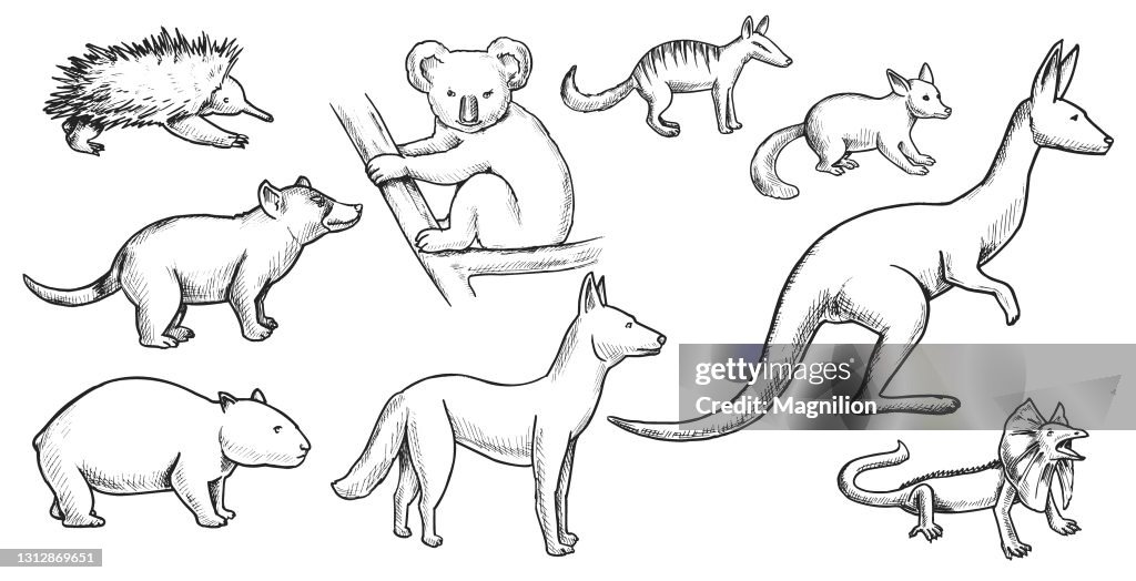 Wild Animals Doodle set
