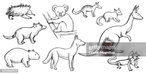 wild animals doodle set - echidna stock illustrations