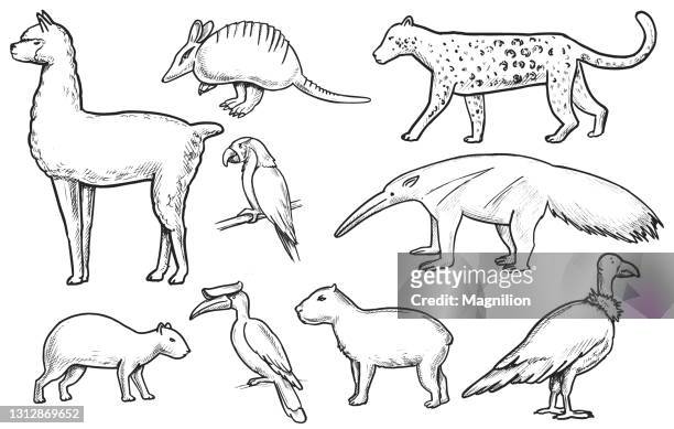 ilustraciones, imágenes clip art, dibujos animados e iconos de stock de conjunto de doodle animales salvajes - anteater
