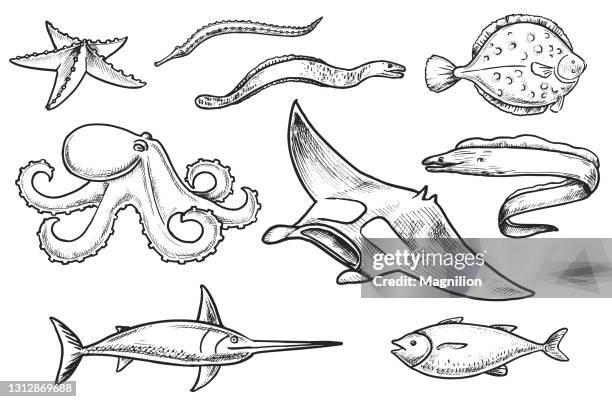 sea life inhabitants freehand drawing - flounder stock illustrations