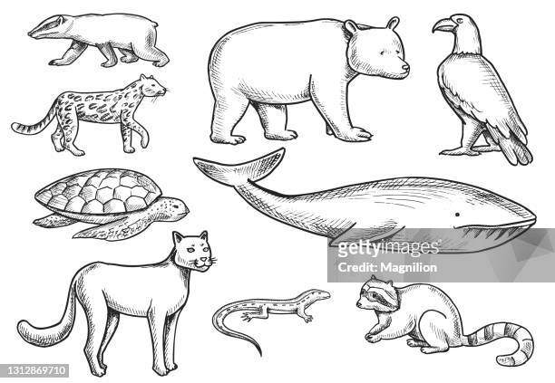 illustrations, cliparts, dessins animés et icônes de ensemble wild animals doodle - by racoon on white