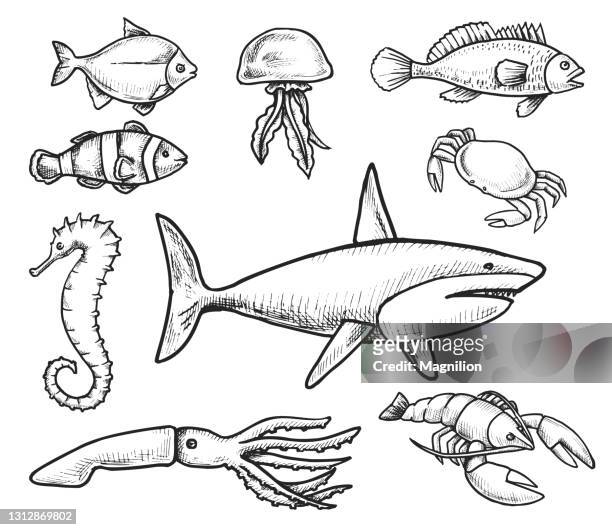 sea life bewohner freihandzeichnung - piranha stock-grafiken, -clipart, -cartoons und -symbole