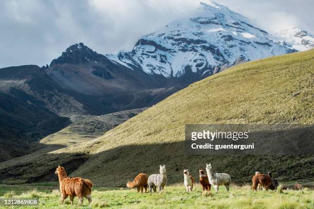 alpacas in front of chimborazo volcano, andes, ecuador - ecuador stock pictures, royalty-free photos & images