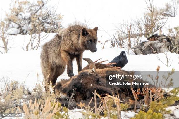 schwarz und braun gefärbt wolf der wapiti grau wolf pack canines stehend auf büffel kadaver in yellowstone nationalpark - national bison gebirge stock-fotos und bilder