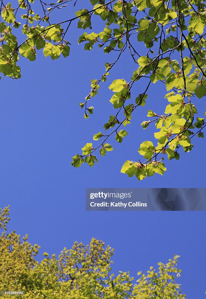 Spring beech leaves and branches.