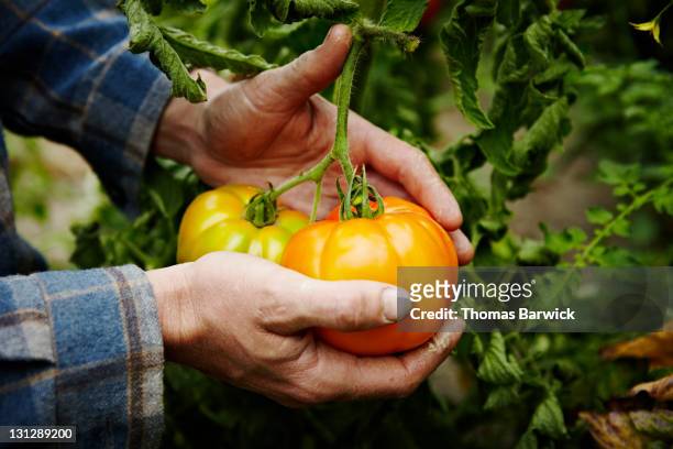 farmer cradling organic heirloom tomatoes on vine - campo di pomodori foto e immagini stock