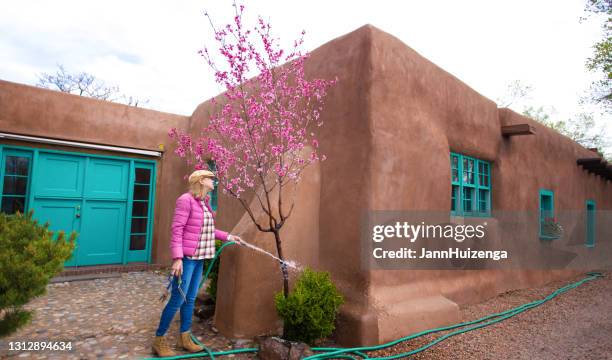 spring gardening: woman watering fruit tree in bloom - casaco florido imagens e fotografias de stock