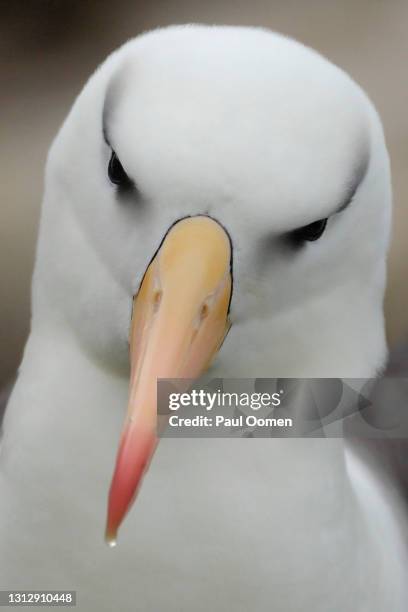 close-up of a black-browed albatross. - albatros - fotografias e filmes do acervo