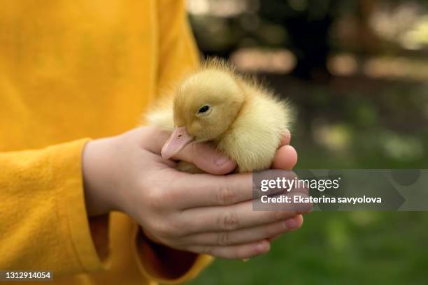 a little yellow duckling in a child's arms. close-up. - downy duck ストックフォトと画像