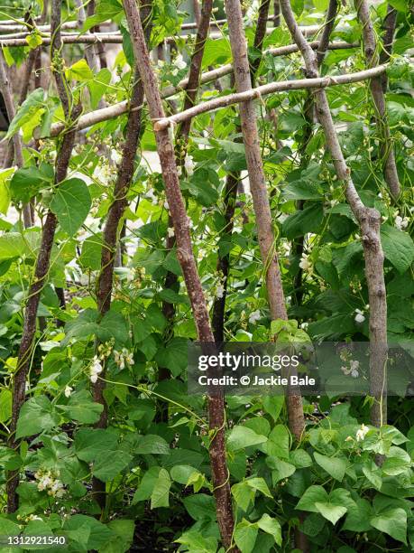 runner beans with white blossom - green bean stock pictures, royalty-free photos & images