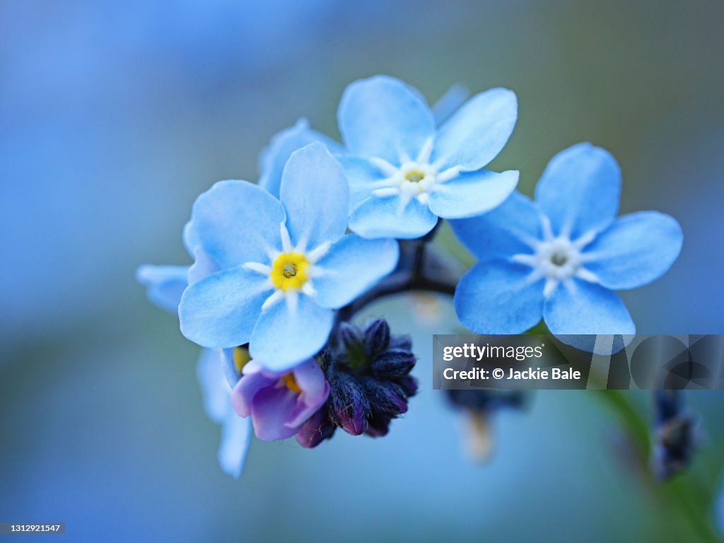 Forget-me-nots close-up