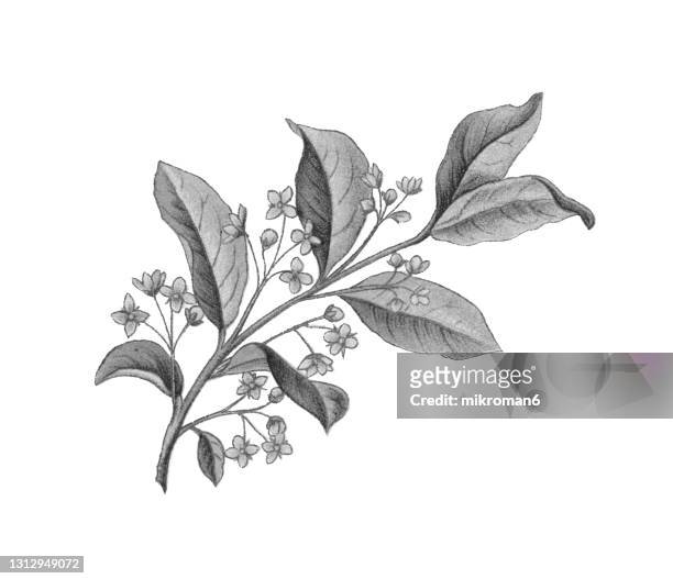 old engraved illustration of european spindle (euonymus europaea) - 植物部分 個照片及圖片檔