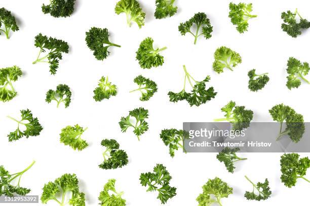 fresh organic parsley leaves arranged in a row on a white background. - persilja bildbanksfoton och bilder