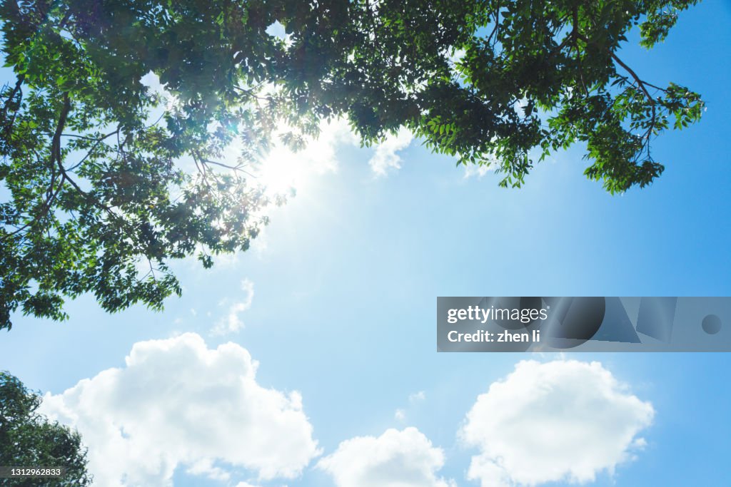Low Angle View Of Tree Against Cloudy Sky
