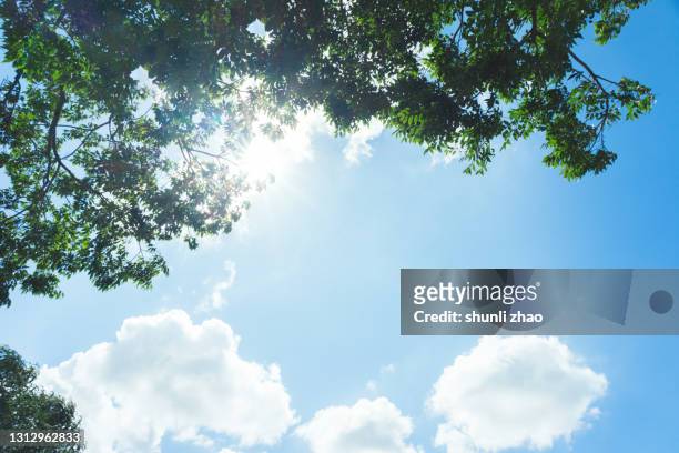 low angle view of tree against cloudy sky - directly below tree stock-fotos und bilder