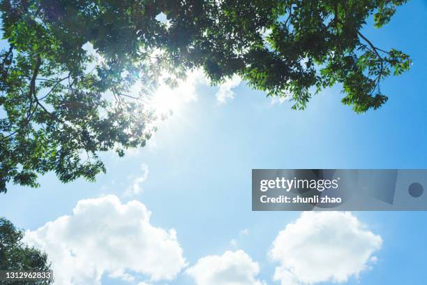 low angle view of tree against cloudy sky - vista de baixo para cima imagens e fotografias de stock