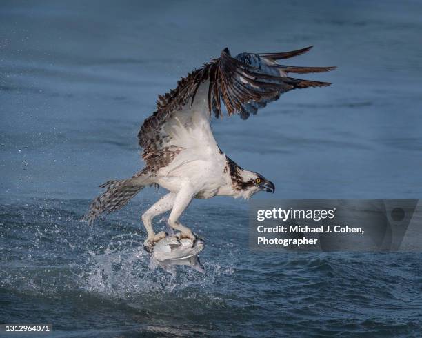 osprey catching catfish - catfish stock pictures, royalty-free photos & images
