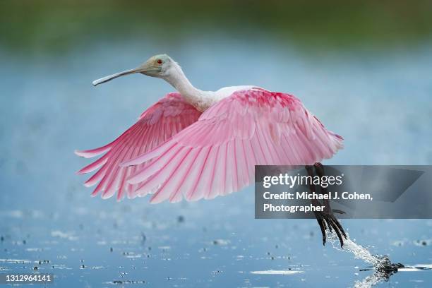 roseate spoonbill takeoff - threskiornithidae stock pictures, royalty-free photos & images