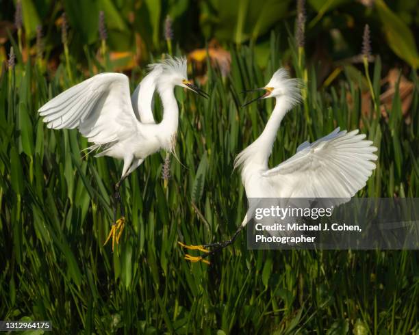 snowy egret faceoff - snowy egret stock pictures, royalty-free photos & images