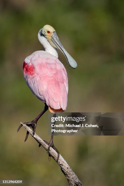 roseate spoonbill portrait - threskiornithidae stock pictures, royalty-free photos & images