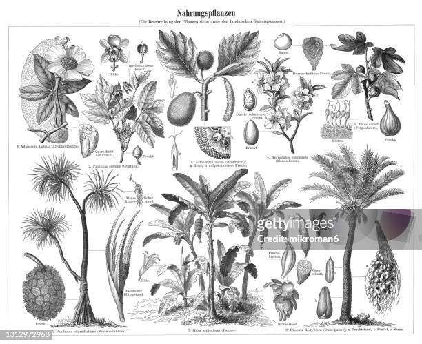 old engraved illustration of food plants - baobab fruit stock pictures, royalty-free photos & images