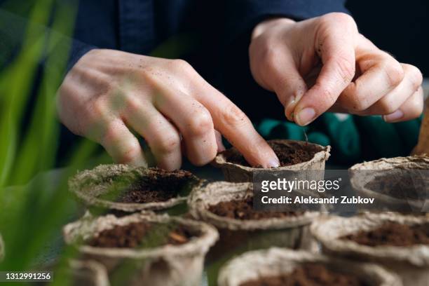 a woman plants a seed in a peat pot filled with soil or black soil. planting or transplanting flowers, plants or vegetables, on the background of a wooden table. growing organic farm products. the woman's hands tamp down the earth and puts seeds in it. - sembrar fotografías e imágenes de stock