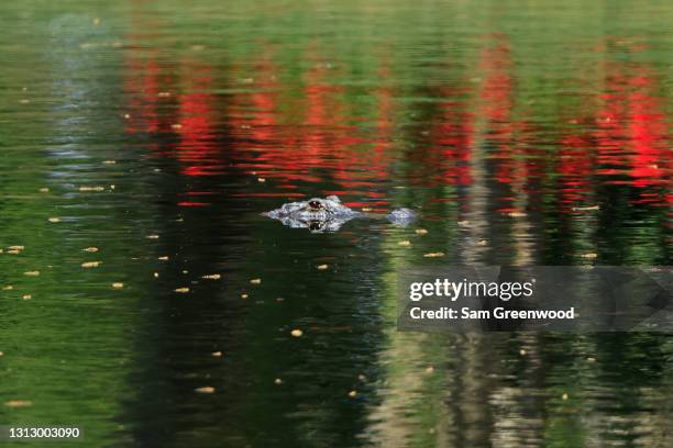 Aligator Rbc 52 Gator Hole Golf Course Stock Photos, High-Res Pictures, and Images ...