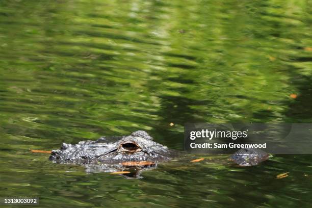 Aligator Rbc 161 Alligator Hole Stock Photos, High-Res Pictures, and Images - Getty ...