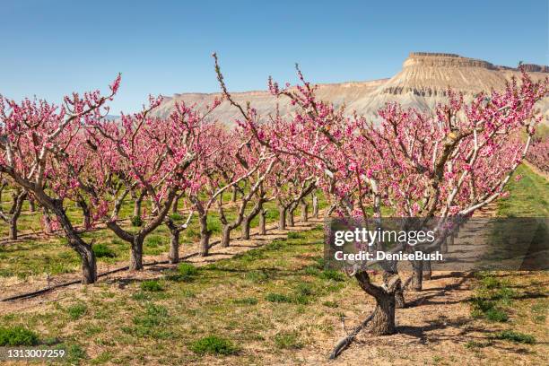 palisade pfirsichblüten - peach orchard stock-fotos und bilder