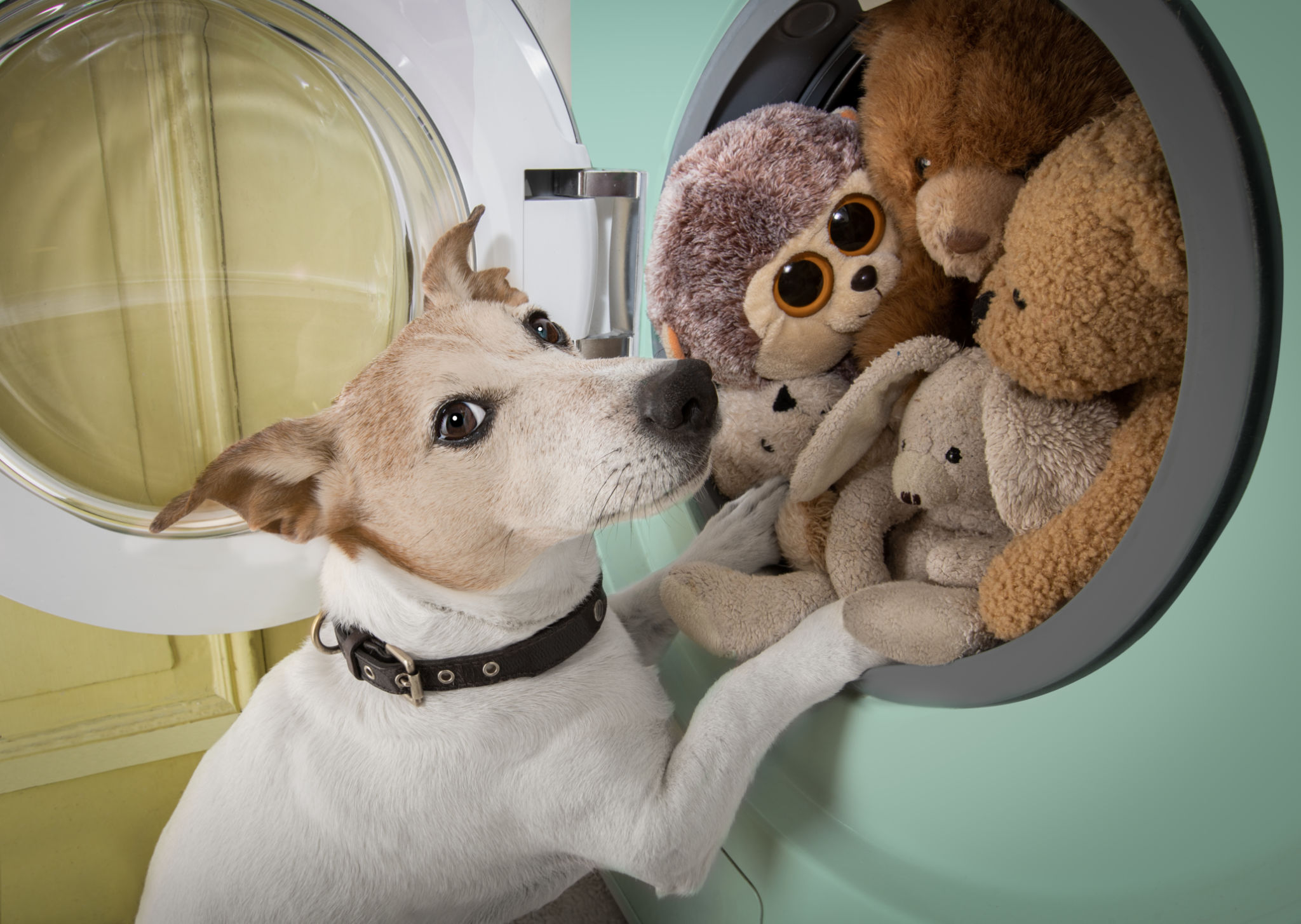 pet laundry
