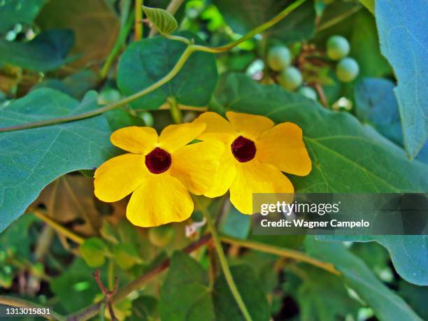 black-eyed susan vine flowers - black eyed susan vine stock pictures, royalty-free photos & images