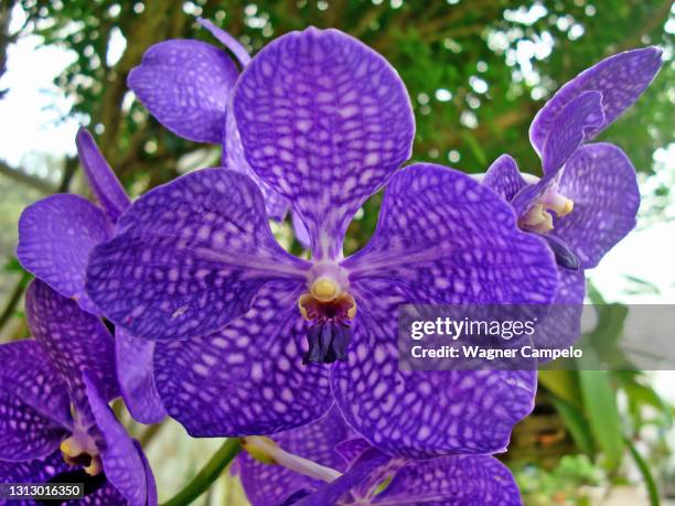 vanda orchid - vandaceous stock pictures, royalty-free photos & images