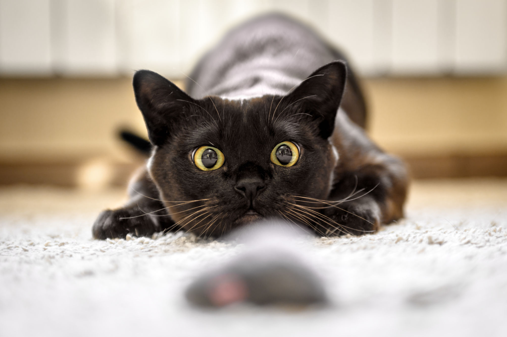 cat playing