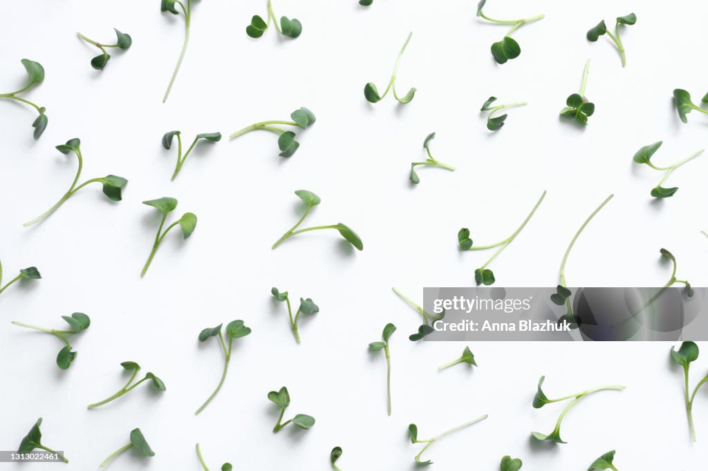 Radish microgreen fresh greens over white background