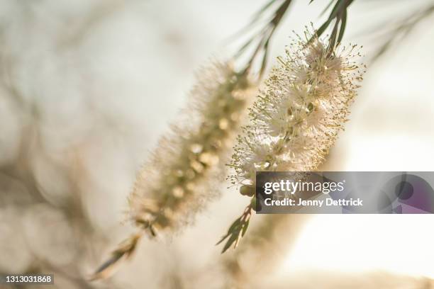 callistemon flowers - indigenous australia stock pictures, royalty-free photos & images