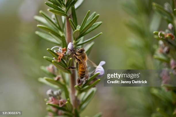 bee on rosemary - rosemary stock pictures, royalty-free photos & images