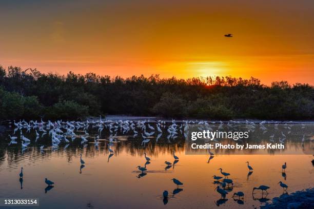 a large flock of wading birds at sunrise. - merritt island national wildlife refuge stockfoto's en -beelden