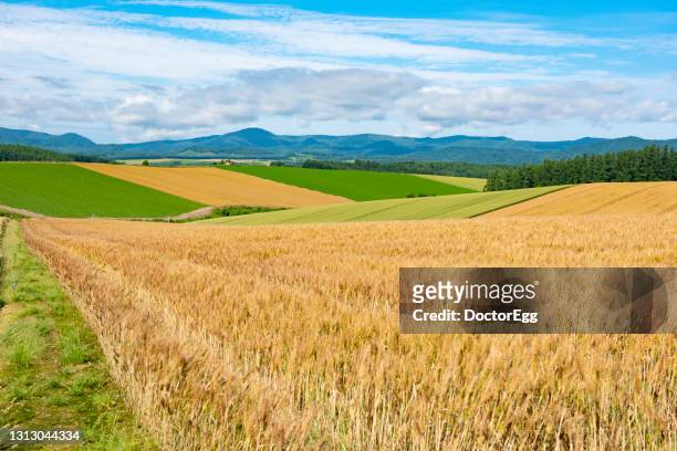 scenic landscape of crop field in summer at biei patchwork road, biei town, hokkaido, japan - 北海道 個照片及圖片檔