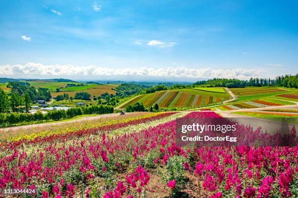 shikisai no oka flower garden with blue sky in summer, biei, hokkaido, japan - sapporo stock pictures, royalty-free photos & images