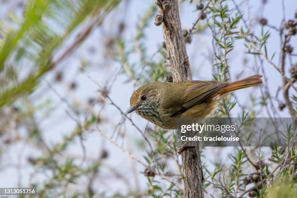 bruine thornbill (pusilla acanthiza) - passerine bird stockfoto's en -beelden