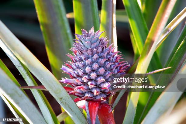 pineapple (ananas comosus) growing on a tropical, plant with pink leaves, is a biennial plant that originated in south america - pineapple plant stock-fotos und bilder