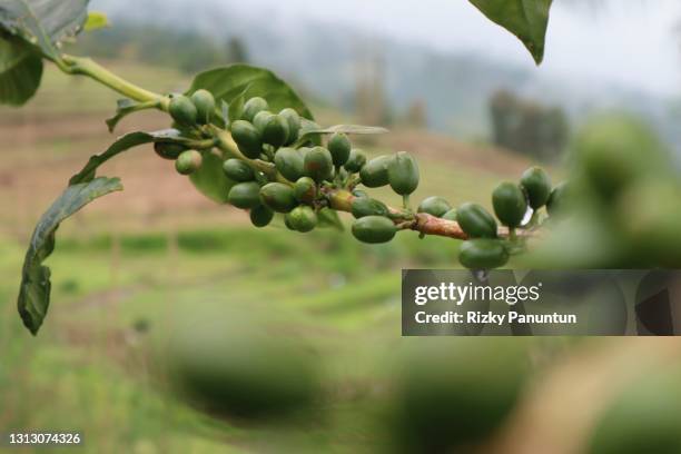 Java Coffee Plantation 2,550 Coffee Plantation Asia Stock Photos, High-Res Pictures, and ...