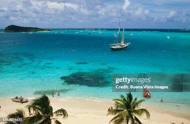 palm trees on a caribbean beach - tobago cays stock pictures, royalty-free photos & images