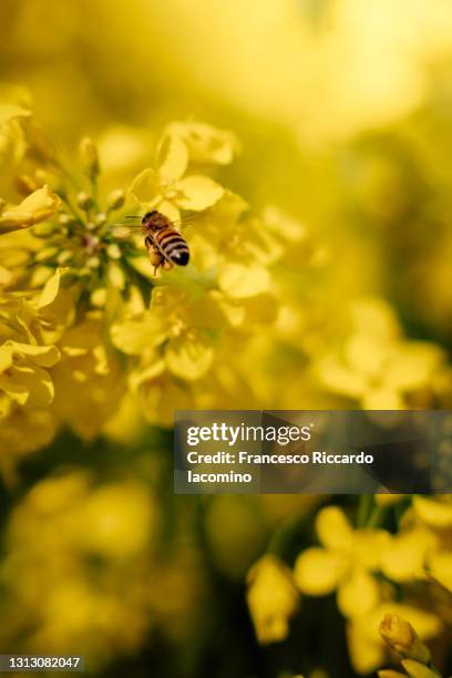 bee on yellow rapeseeds flowers. portrait view, macro - canola oil stock pictures, royalty-free photos & images