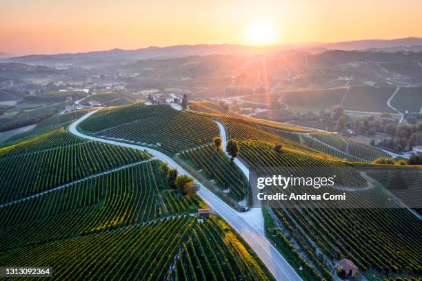 aerial view of vineyards at sunrise. barolo, langhe, piedmont, italy - cuneo stock-fotos und bilder